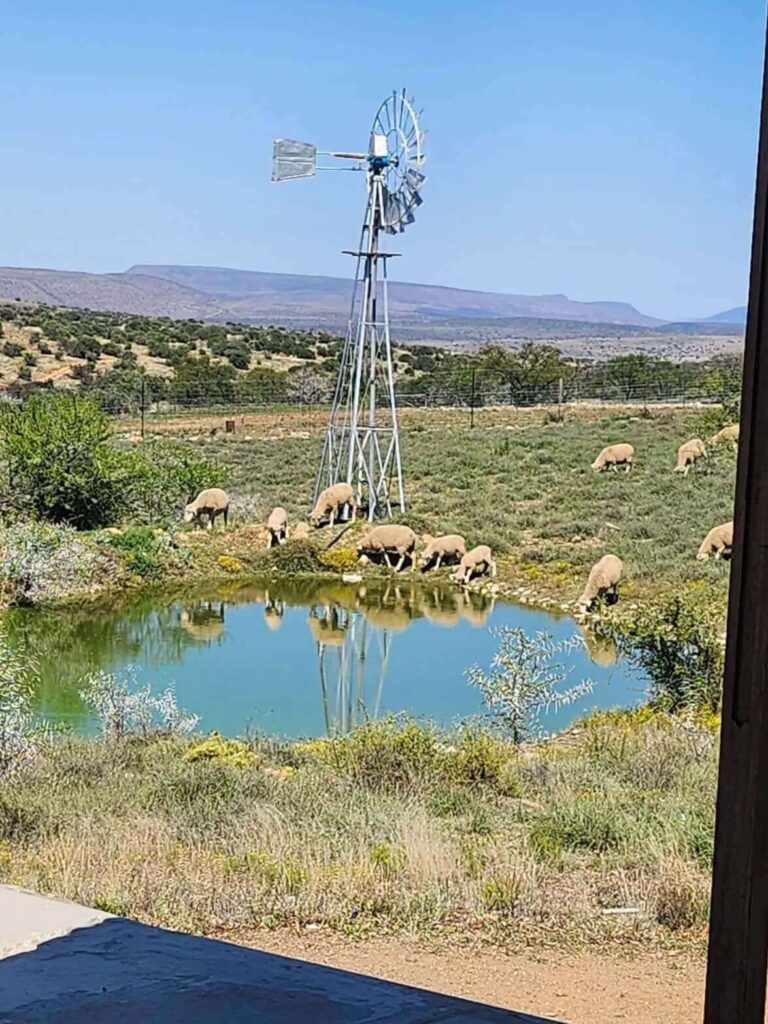 meerlust-windpump-with-sheep